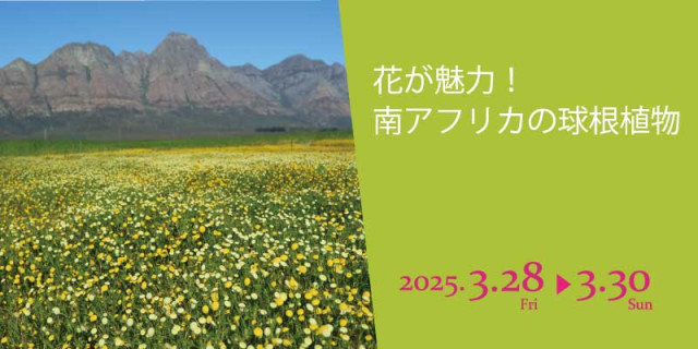 「花が魅力！南アフリカの球根植物」（箱根湿生花園）